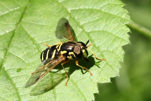 Réf. 119 843 : Chrysotoxum festivum