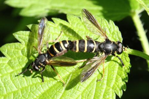 Réf. 119 820 : Temnostoma bombylans
