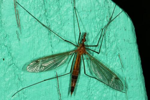 Tipula lunata
