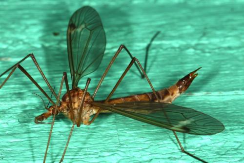 Tipula lunata