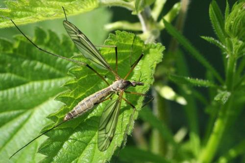 Tipula vernalis