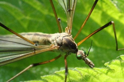Tipula vernalis