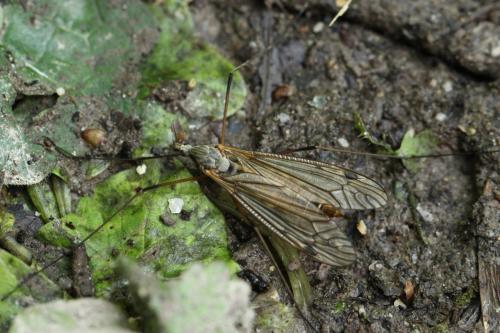 Tipula pabulina