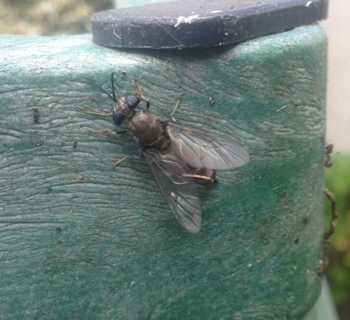 Hermetia illucens