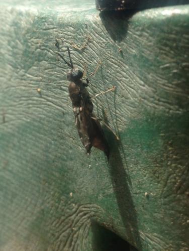 Hermetia illucens
