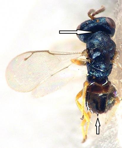 Dirhicnus ramealis