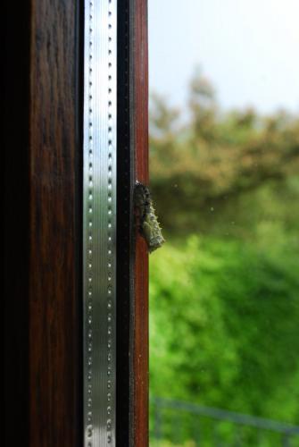 Aglais urticae
