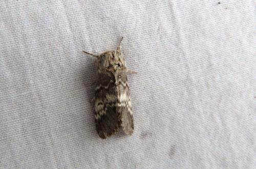Drymonia ruficornis
