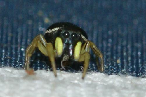 Réf. 119 263 : Heliophanus cupreus