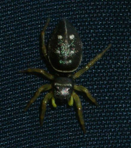 Heliophanus cupreus