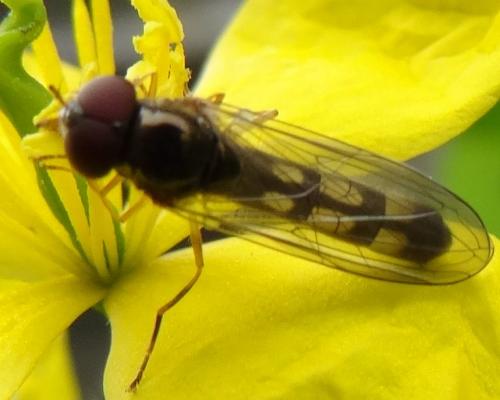 Melanostoma scalare