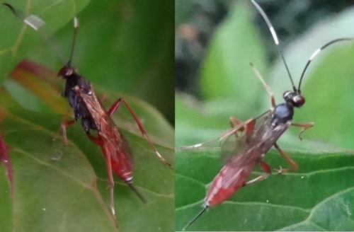 Ischnus inquisitorius