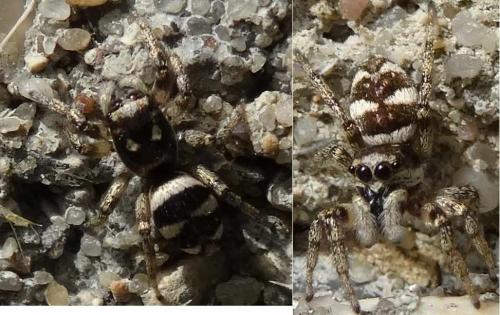 Salticus scenicus