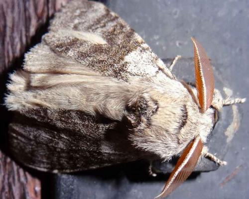 Réf. 119 271 : Calliteara pudibunda