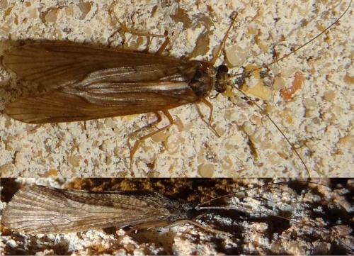 Réf. 119 272 : Hydropsyche sp.