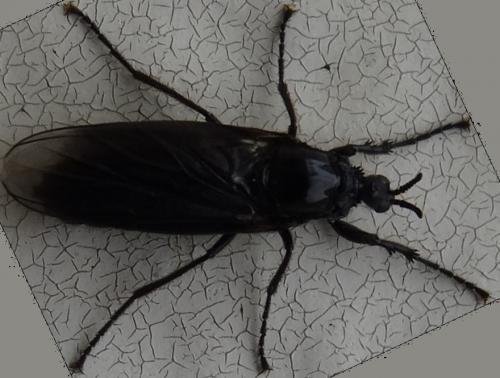 Dilophus febrilis