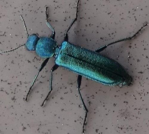 Psilothrix viridicoerulea