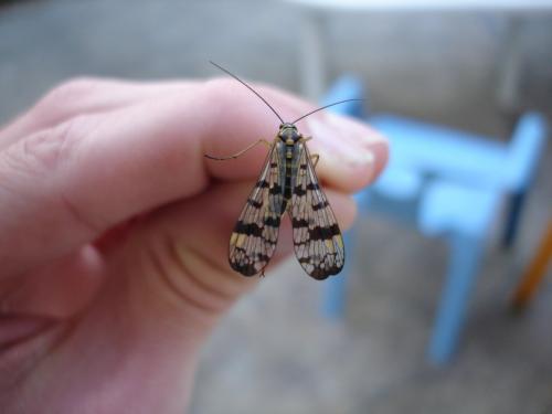 Panorpa vulgaris