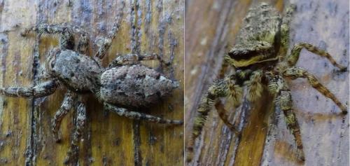 Marpissa muscosa