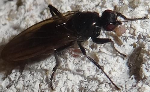 Réf. 119 389 : Sphaerocera sp.