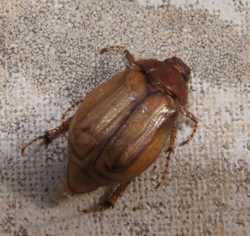 Amphimallon sp.