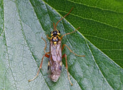 Tenthredopsis sp.