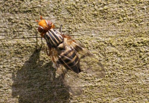 Otites porcus