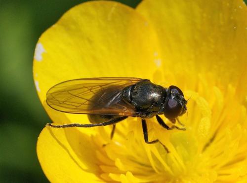 Cheilosia sp.