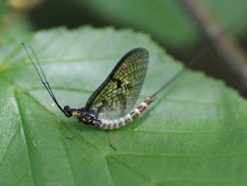 Ephemera danica