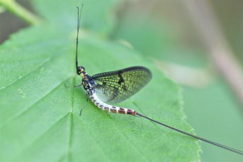 Ephemera danica