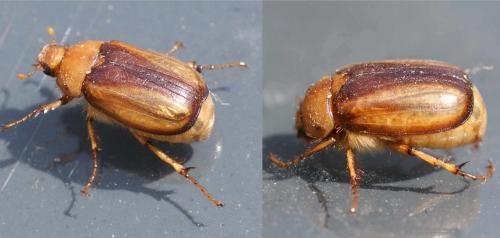 Rhizotrogus sp.