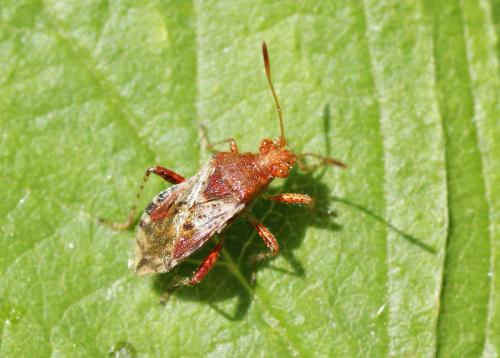 Réf. 119 008 : Rhopalus subrufus