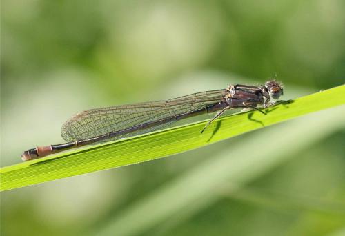 Ischnura elegans