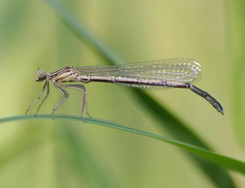 Platycnemis pennipes