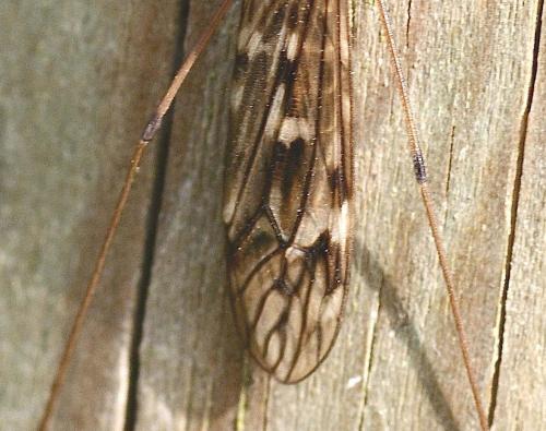 Réf. 119 295 : Tipula sp.