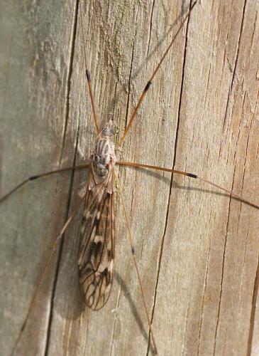 Réf. 119 275 : Tipula sp.