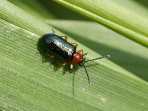 Réf. 119 497 : Oulema sp.