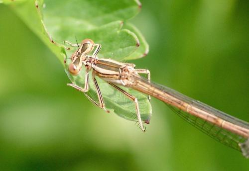 Platycnemis acutipennis
