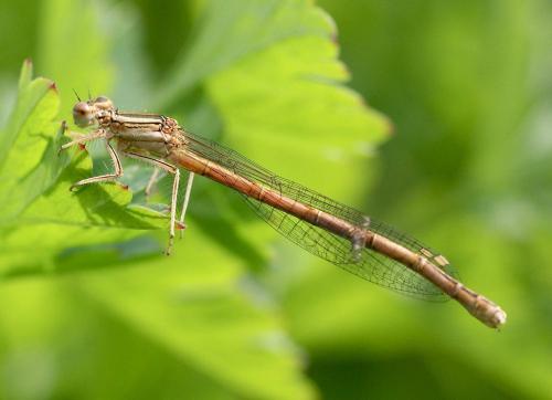 Réf. 119 339 : Platycnemis acutipennis