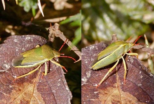Piezodorus lituratus