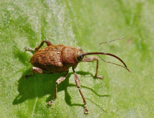 Réf. 119 194 : Curculio sp.