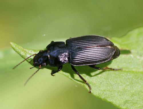 Réf. 119 599 : Anisodactylus sp.