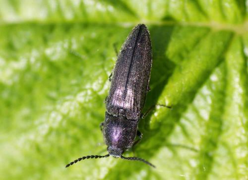 Réf. 119 862 : Cidnopus pilosus