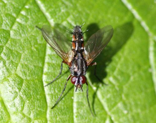 Réf. 119 178 : Mintho rufiventris