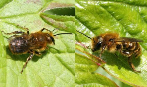Osmia sp.