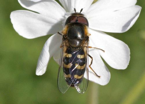 Réf. 119 930 : Scaeva selenitica