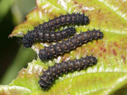Saturnia pavonia