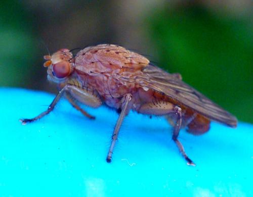 Suillia gigantea