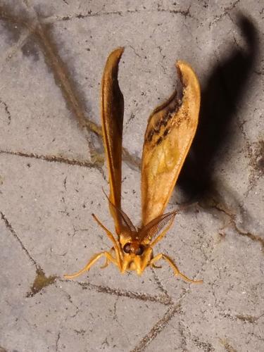 Sabra harpagula