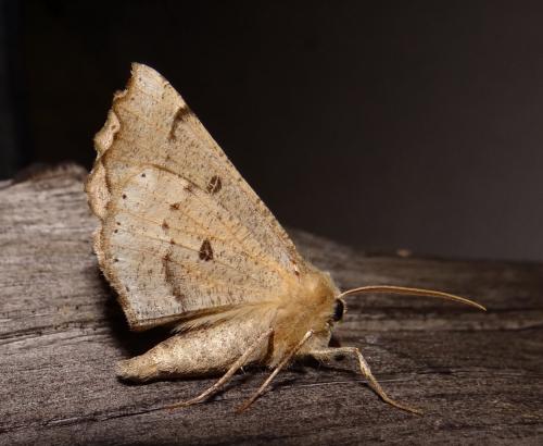 Réf. 119 159 : Odontopera bidentata